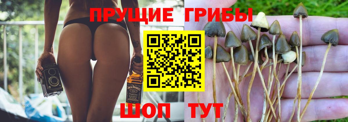 Галлюциногенные грибы мицелий  Галлюциногенные грибы Psilocybe  Сухой Лог  Вход с VPN 